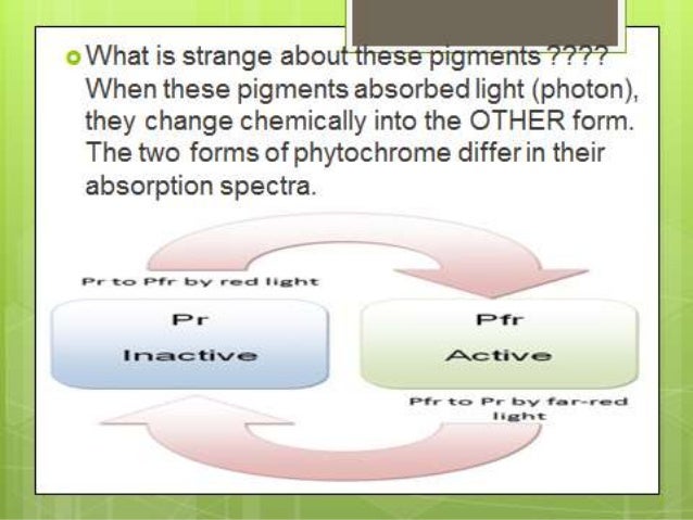 PHYTOCHROME STRUCTURE AND FUNCTION BY NOUR DEEB