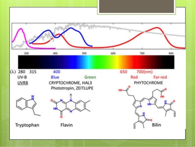 PHYTOCHROME STRUCTURE AND FUNCTION BY NOUR DEEB