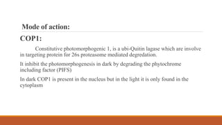 Phytochrome | PPTX