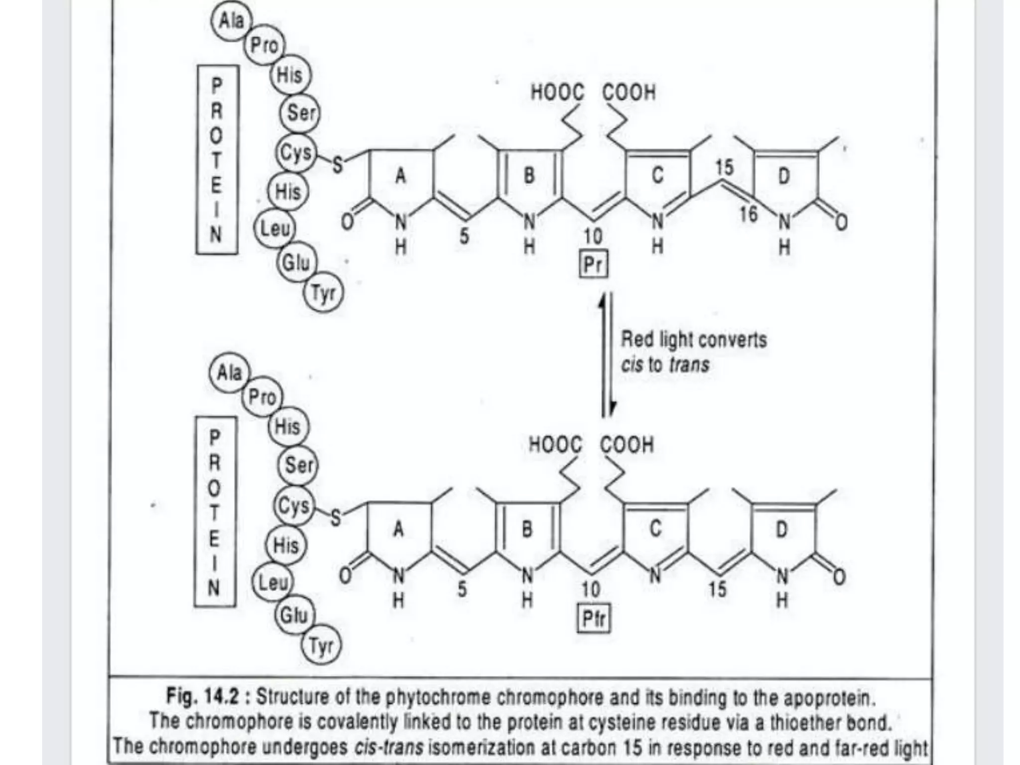 Phytochrome and cryptochrome | PPTX