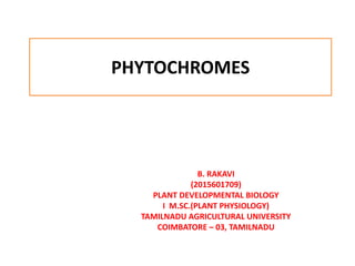 PHYTOCHROMES
B. RAKAVI
(2015601709)
PLANT DEVELOPMENTAL BIOLOGY
I M.SC.(PLANT PHYSIOLOGY)
TAMILNADU AGRICULTURAL UNIVERSITY
COIMBATORE – 03, TAMILNADU
 