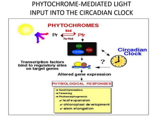 PHYTOCHROME-MEDIATED LIGHT
INPUT INTO THE CIRCADIAN CLOCK
 