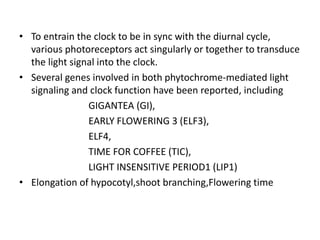 • To entrain the clock to be in sync with the diurnal cycle,
various photoreceptors act singularly or together to transduce
the light signal into the clock.
• Several genes involved in both phytochrome-mediated light
signaling and clock function have been reported, including
GIGANTEA (GI),
EARLY FLOWERING 3 (ELF3),
ELF4,
TIME FOR COFFEE (TIC),
LIGHT INSENSITIVE PERIOD1 (LIP1)
• Elongation of hypocotyl,shoot branching,Flowering time
 