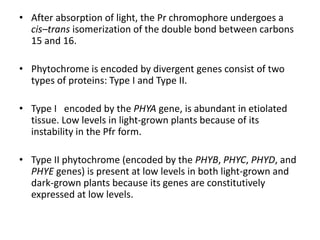 • After absorption of light, the Pr chromophore undergoes a
cis–trans isomerization of the double bond between carbons
15 and 16.
• Phytochrome is encoded by divergent genes consist of two
types of proteins: Type I and Type II.
• Type I encoded by the PHYA gene, is abundant in etiolated
tissue. Low levels in light-grown plants because of its
instability in the Pfr form.
• Type II phytochrome (encoded by the PHYB, PHYC, PHYD, and
PHYE genes) is present at low levels in both light-grown and
dark-grown plants because its genes are constitutively
expressed at low levels.
 