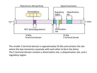 The smaller C-terminal domain is approximately 55 kDa and contains the site
where the two monomers associate with each other to form the dimer.
The C-terminal domain contains a dimerization site, a ubiquitination site, and a
regulatory region.
 