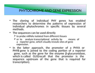 Phya Expression Pattern PHYTOCHROMES 123456789012345678901234567890.ppt