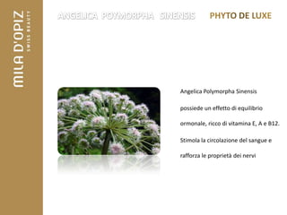 Angelica Polymorpha Sinensis

possiede un effetto di equilibrio

ormonale, ricco di vitamina E, A e B12.

Stimola la circolazione del sangue e

rafforza le proprietà dei nervi
 