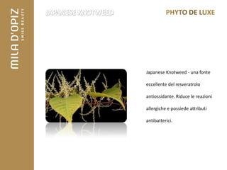 Japanese Knotweed - una fonte

eccellente del resveratrolo

antiossidante. Riduce le reazioni

allergiche e possiede attributi

antibatterici.
 