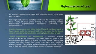 Phytoextraction of lead | PPTX