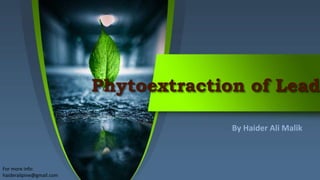 Phytoextraction of Lead
By Haider Ali Malik
For more info:
haideralipine@gmail.com
 