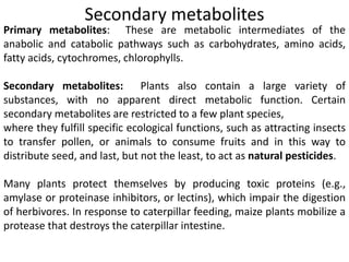 Secondary metabolites
Primary metabolites: These are metabolic intermediates of the
anabolic and catabolic pathways such as carbohydrates, amino acids,
fatty acids, cytochromes, chlorophylls.
Secondary metabolites: Plants also contain a large variety of
substances, with no apparent direct metabolic function. Certain
secondary metabolites are restricted to a few plant species,
where they fulfill specific ecological functions, such as attracting insects
to transfer pollen, or animals to consume fruits and in this way to
distribute seed, and last, but not the least, to act as natural pesticides.
Many plants protect themselves by producing toxic proteins (e.g.,
amylase or proteinase inhibitors, or lectins), which impair the digestion
of herbivores. In response to caterpillar feeding, maize plants mobilize a
protease that destroys the caterpillar intestine.
 