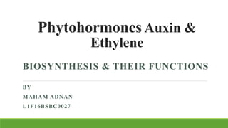 Phytohormones Auxin &
Ethylene
BIOSYNTHESIS & THEIR FUNCTIONS
BY
MAHAM ADNAN
L1F16BSBC0027
 