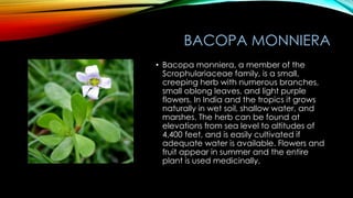 BACOPA MONNIERA
• Bacopa monniera, a member of the
Scrophulariaceae family, is a small,
creeping herb with numerous branches,
small oblong leaves, and light purple
flowers. In India and the tropics it grows
naturally in wet soil, shallow water, and
marshes. The herb can be found at
elevations from sea level to altitudes of
4,400 feet, and is easily cultivated if
adequate water is available. Flowers and
fruit appear in summer and the entire
plant is used medicinally.
 