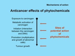 Mechanisms of action Anticancer effects of phytochemicals Exposure to carcinogen Metabolic activation of carcinogen Initiation (interaction between the carcinogen and DNA) Promotion (multiplication and growth of abnormal cells) Tumour growth Sites of potential action of phytochemicals 