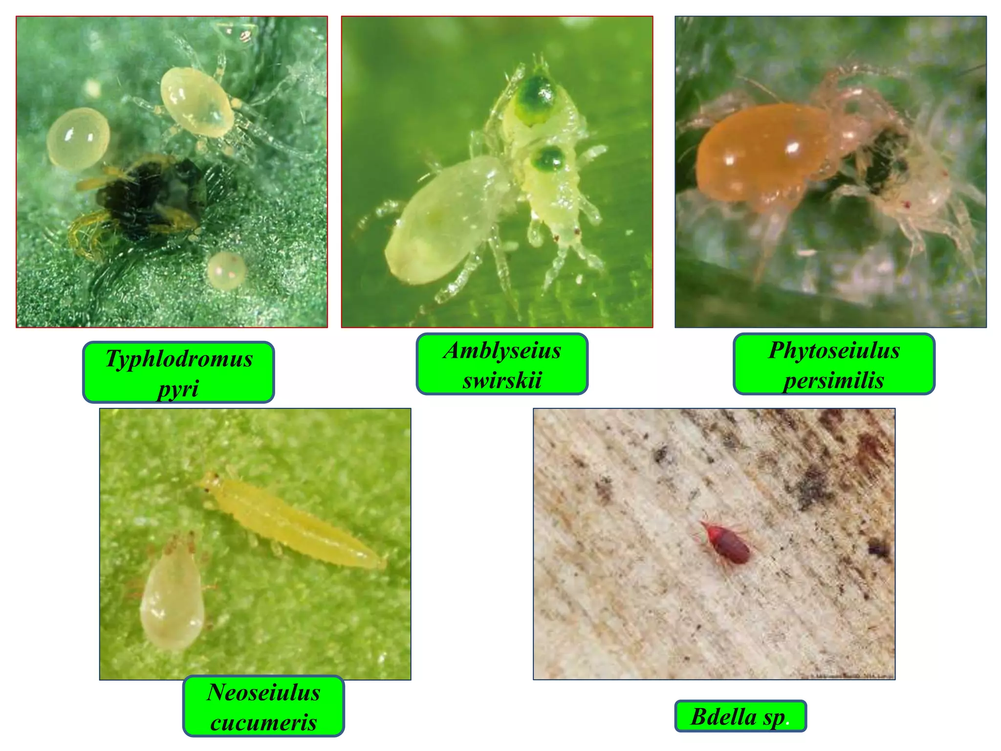 PHYTOPHAGOUS MITES AND BENEFICIAL MITES OF AGROECOSYSTEM.pptx