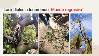 Lasiodiplodia teobromae ¨Muerte regresiva¨
 