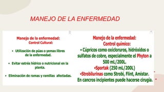MANEJO DE LA ENFERMEDAD
 