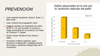 PREVENCION
• Usar material resistente, Duke 6, Duke 7 y
Barr Duke
• Usar material de propagación sano
• Tratar la semilla con hipoclorito de calcio
al 40 % (1,5 cc/l) durante 15 minutos y
luego sumergirla en un producto con base
en Carboxin + Captan
• Evitar causar heridas en las raíces o
tallos.
• Incorporar materia orgánica, para
favorecer el desarrollo y establecimiento
de hongos y bacterias antagonistas de P.
cinnamomi
 