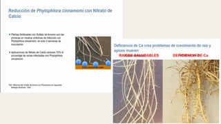 RAICES SALUDABLES DEFICIENCIA DE Ca
 