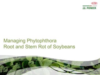 Managing Phytophthora
Root and Stem Rot of Soybeans
 