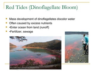 Red Tide Impacts:











•Toxic to marine life: accumulates in clams,
mussels, scallops, fish, mammals
•Death ...