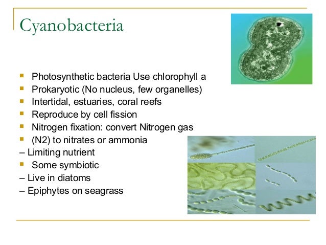 marine biotechnology - phytoplanktons