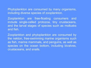 Phytoplankton are consumed by many organisms,
including diverse species of zooplankton.
Zooplankton are free-floating consumers and
include single-celled protozoa, tiny crustaceans,
and the larval stages of species such as mollusks
and fish.
Zooplankton and phytoplankton are consumed by
the nekton, free-swimming marine organisms such
as fish, marine mammals, and penguins, as well as
species on the ocean bottom, including bivalves,
crustaceans, and snails.
 