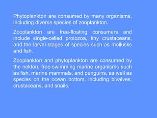 Phytoplankton,zoooplankton,benthos,fish relationship