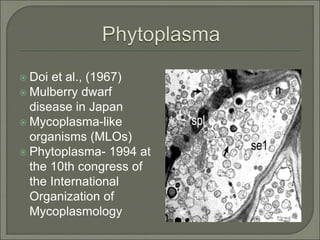  Doi et al., (1967)
 Mulberry dwarf
disease in Japan
 Mycoplasma-like
organisms (MLOs)
 Phytoplasma- 1994 at
the 10th congress of
the International
Organization of
Mycoplasmology
 