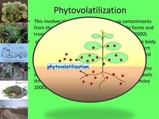 Phytovolatilization
• This involves the use of plants to take up contaminants
from the soil, transforming them into volatile forms and
transpiring them into the atmosphere (USEPA, 2000).
• also involves contaminants being taken up into the body
of the plant, but then the contaminant, a volatile form
thereof, or a volatile degradation product is transpired
with water vapor from leaves (EPA, 2000).
• may also entail the diffusion of contaminants from the
stems or other plant parts that the contaminant travels
through before reaching the leaves (Raskin and Ensley
2000).
 
