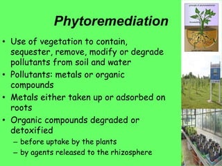 Phytoremediation
• Use of vegetation to contain,
sequester, remove, modify or degrade
pollutants from soil and water
• Pollutants: metals or organic
compounds
• Metals either taken up or adsorbed on
roots
• Organic compounds degraded or
detoxified
– before uptake by the plants
– by agents released to the rhizosphere
 