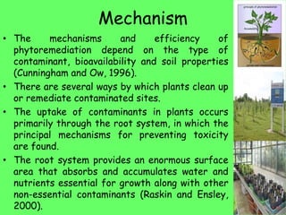 Mechanism
• The mechanisms and efficiency of
phytoremediation depend on the type of
contaminant, bioavailability and soil properties
(Cunningham and Ow, 1996).
• There are several ways by which plants clean up
or remediate contaminated sites.
• The uptake of contaminants in plants occurs
primarily through the root system, in which the
principal mechanisms for preventing toxicity
are found.
• The root system provides an enormous surface
area that absorbs and accumulates water and
nutrients essential for growth along with other
non-essential contaminants (Raskin and Ensley,
2000).
 