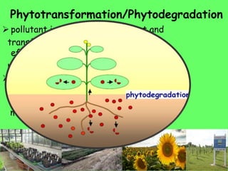 Phytotransformation/Phytodegradation
 pollutant is taken up by the plant and
transformed in plant tissue (to be
effective
must be transformed to a less toxic form).
 Trichloroethylene (TCE), a prevalent
ground water contaminant, transformed
to less toxic
metabolites by using hybrid poplar tree.
 