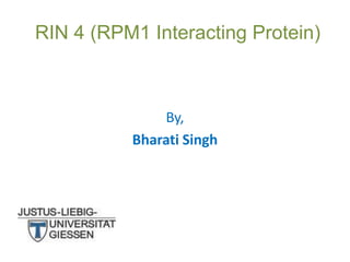 RIN 4 (RPM1 Interacting Protein)

By,
Bharati Singh

 