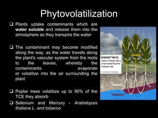 Phytovolatilization
 Plants uptake contaminants which are
water soluble and release them into the
atmosphere as they transpire the water
 The contaminant may become modified
along the way, as the water travels along
the plant's vascular system from the roots
to the leaves, whereby the
contaminants evaporate
or volatilize into the air surrounding the
plant
 Poplar trees volatilize up to 90% of the
TCE they absorb
 Selenium and Mercury - Arabidopsis
thaliana L. and tobacco
 