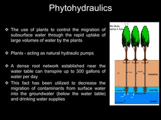 Phytohydraulics
 The use of plants to control the migration of
subsurface water through the rapid uptake of
large volumes of water by the plants
 Plants - acting as natural hydraulic pumps
 A dense root network established near the
water table can transpire up to 300 gallons of
water per day
 This fact has been utilized to decrease the
migration of contaminants from surface water
into the groundwater (below the water table)
and drinking water supplies
 