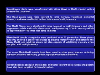 Arabidopsis plants were transformed with either MerA or MerB coupled with a
constitutive promoter
The MerA plants were more tolerant to ionic mercury, volatilised elemental
mercury, and were unaffected in their tolerance of methylmercury
The MerB Plants were significantly more tolerant to methylmercury and other
organomercurials and could also convert methylmercury to ionic mercury which
is approximately 100 times less toxic to plants
MerA MerB double transgenics were produced in an F2 generation. These plants
not only showed a greater resistance to organic mercury when compared to the
MerA, MerB, and wildtype plants but also capable of volatilizing mercury when
supplied with methylmercury.
The same MerA/MerB inserts have been used in other plant species including
tobacco(Nicotiana tabacum), yellow poplar(Liriodendron tulipifera)
Wetland species (bulrush and cat-tail) and water tolerant trees (willow and poplar)
have also been targetted for transformation.
 