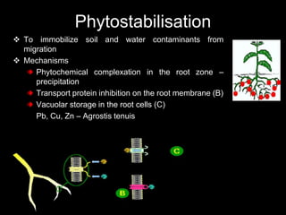 Phytostabilisation
 To immobilize soil and water contaminants from
migration
 Mechanisms
Phytochemical complexation in the root zone –
precipitation
Transport protein inhibition on the root membrane (B)
Vacuolar storage in the root cells (C)
Pb, Cu, Zn – Agrostis tenuis
 