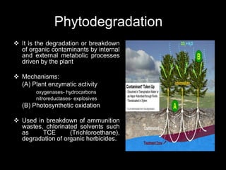 Phytodegradation
 It is the degradation or breakdown
of organic contaminants by internal
and external metabolic processes
driven by the plant
 Mechanisms:
(A) Plant enzymatic activity
oxygenases- hydrocarbons
nitroreductases- explosives
(B) Photosynthetic oxidation
 Used in breakdown of ammunition
wastes, chlorinated solvents such
as TCE (Trichloroethane),
degradation of organic herbicides.
 