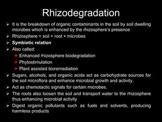 Rhizodegradation
 It is the breakdown of organic contaminants in the soil by soil dwelling
microbes which is enhanced by the rhizosphere‘s presence
 Rhizosphere = soil + root + microbes
 Symbiotic relation
 Also called:
Enhanced rhizosphere biodegradation
Phytostimulation
Plant assisted bioremediation
 Sugars, alcohols, and organic acids act as carbohydrate sources for
the soil microflora and enhance microbial growth and activity.
 Act as chemotactic signals for certain microbes.
 The roots also loosen the soil and transport water to the rhizosphere
thus enhancing microbial activity
 Digest organic pollutants such as fuels and solvents, producing
harmless products
 