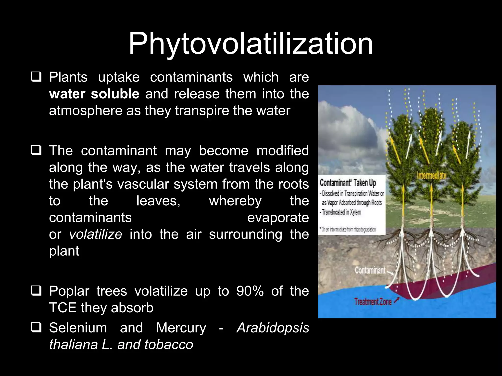 Phytovolatilization
 Plants uptake contaminants which are
  water soluble and release them into the
  atmosphere as they transpire the water

 The contaminant may become modified
  along the way, as the water travels along
  the plant's vascular system from the roots
  to     the     leaves,     whereby     the
  contaminants                     evaporate
  or volatilize into the air surrounding the
  plant

 Poplar trees volatilize up to 90% of the
  TCE they absorb
 Selenium and Mercury - Arabidopsis
  thaliana L. and tobacco
 