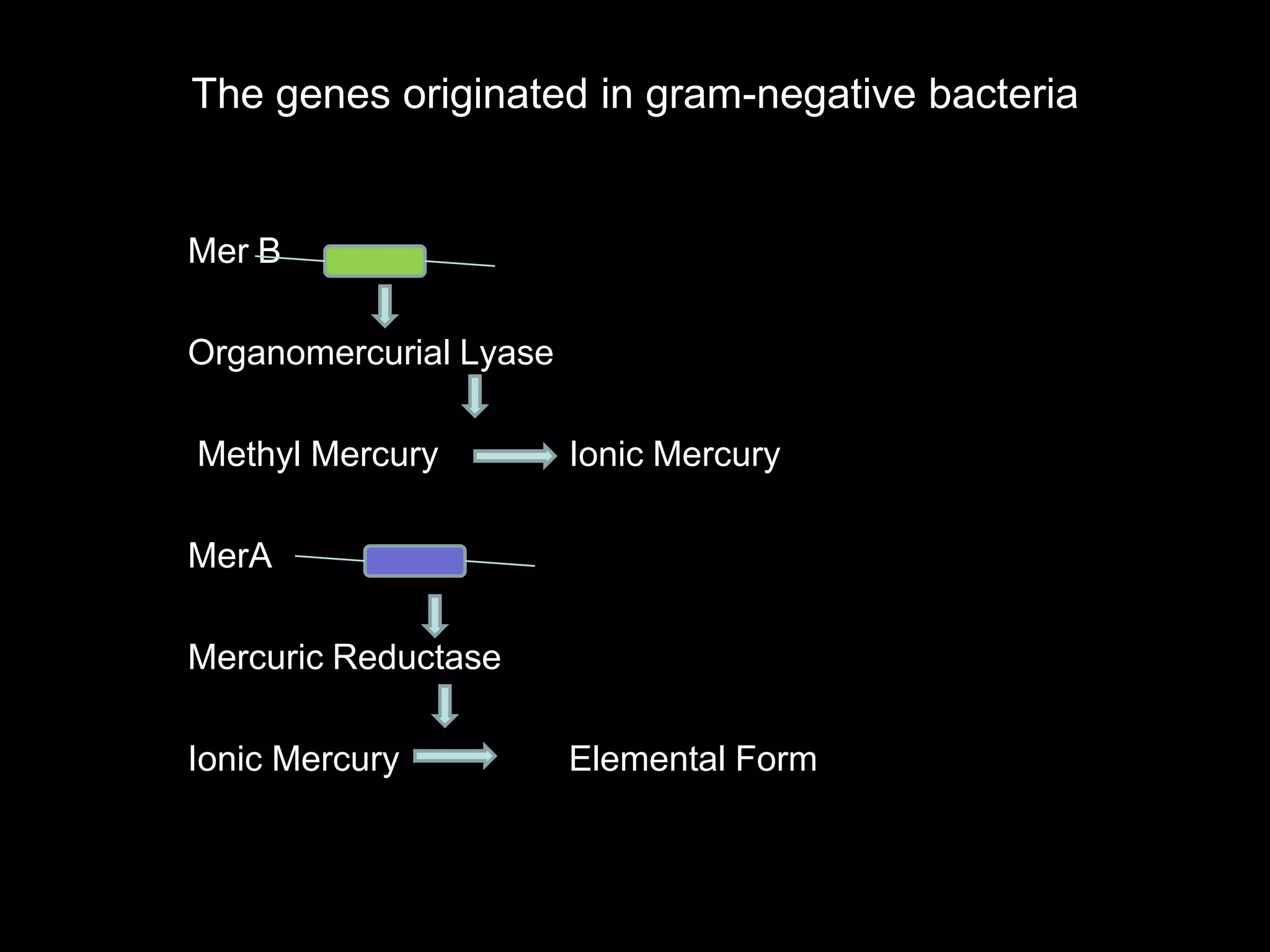 The genes originated in gram-negative bacteria


Mer B

Organomercurial Lyase

Methyl Mercury          Ionic Mercury

MerA

Mercuric Reductase

Ionic Mercury           Elemental Form
 