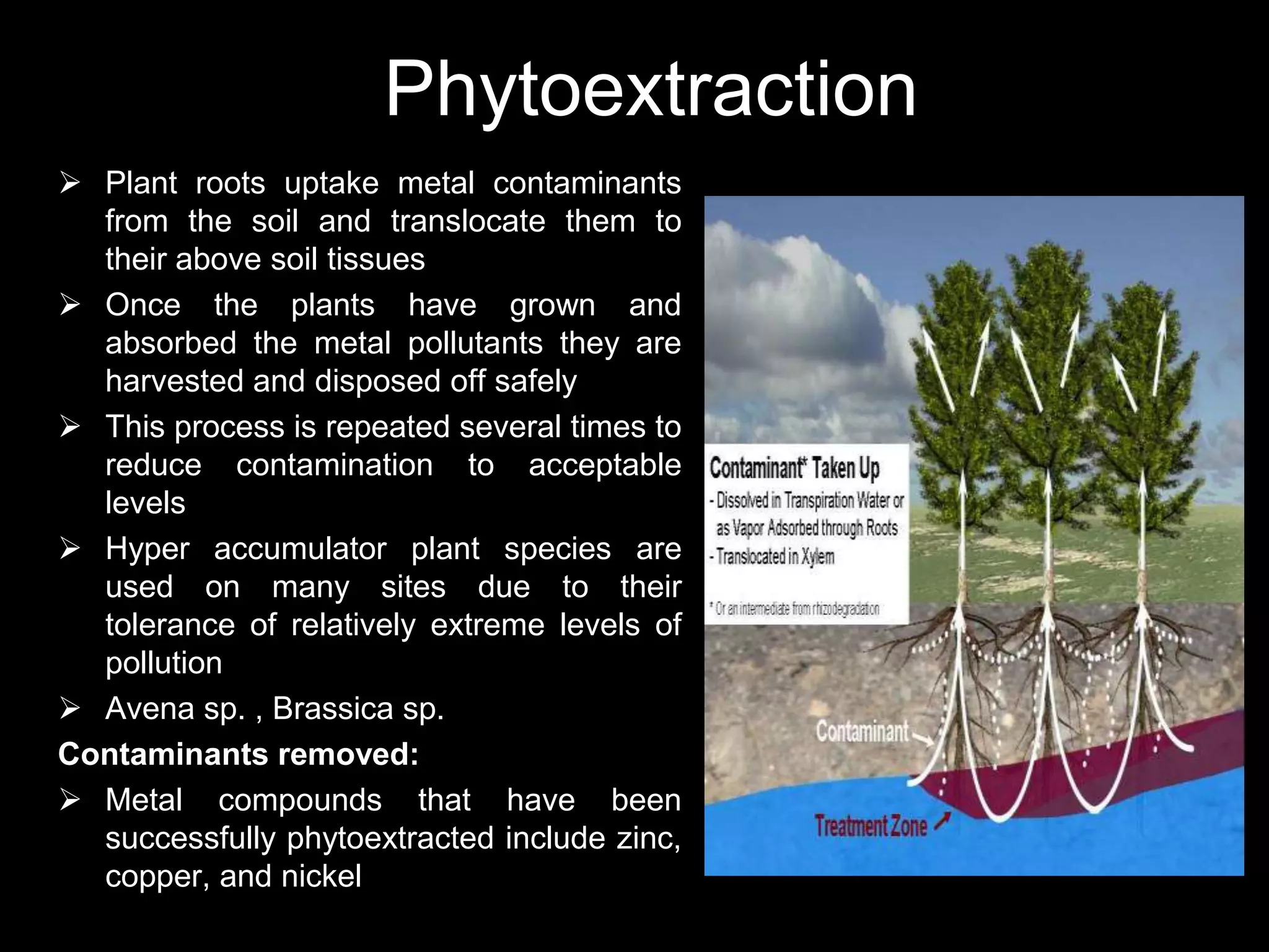 Phytoextraction
 Plant roots uptake metal contaminants
  from the soil and translocate them to
  their above soil tissues
 Once the plants have grown and
  absorbed the metal pollutants they are
  harvested and disposed off safely
 This process is repeated several times to
  reduce contamination to acceptable
  levels
 Hyper accumulator plant species are
  used on many sites due to their
  tolerance of relatively extreme levels of
  pollution
 Avena sp. , Brassica sp.
Contaminants removed:
 Metal compounds that have been
  successfully phytoextracted include zinc,
  copper, and nickel
 