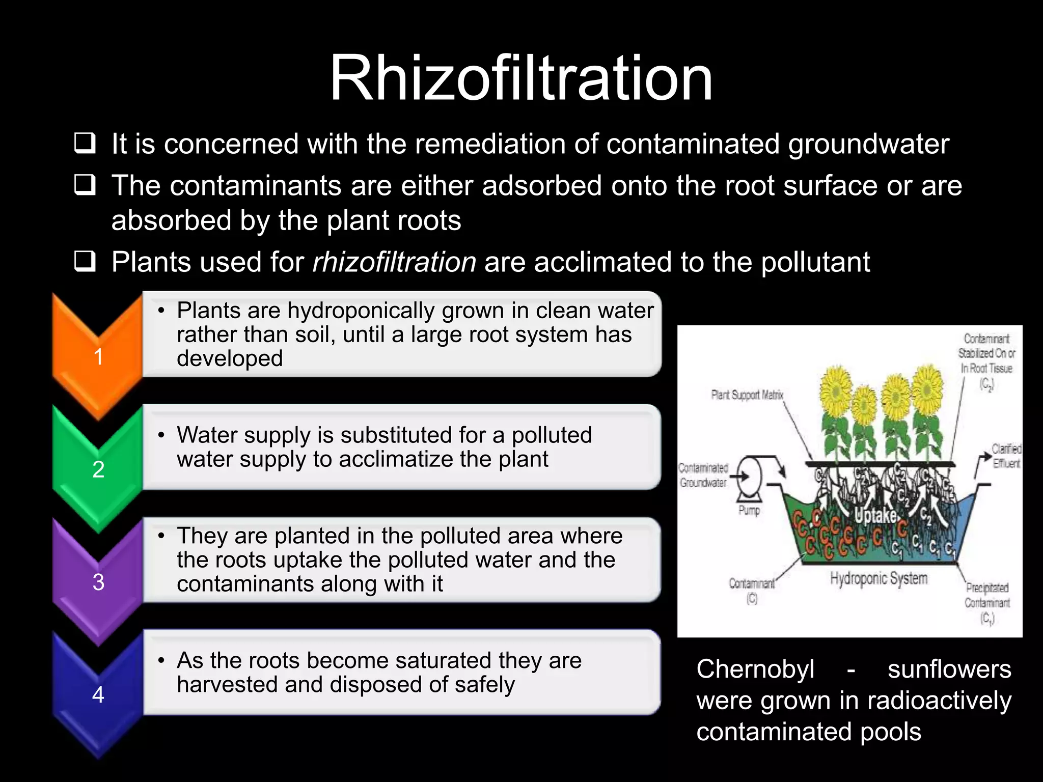 Rhizofiltration
 It is concerned with the remediation of contaminated groundwater
 The contaminants are either adsorbed onto the root surface or are
  absorbed by the plant roots
 Plants used for rhizofiltration are acclimated to the pollutant
      • Plants are hydroponically grown in clean water
        rather than soil, until a large root system has
 1      developed


      • Water supply is substituted for a polluted
 2      water supply to acclimatize the plant


      • They are planted in the polluted area where
        the roots uptake the polluted water and the
 3      contaminants along with it


      • As the roots become saturated they are            Chernobyl - sunflowers
 4      harvested and disposed of safely
                                                          were grown in radioactively
                                                          contaminated pools
 