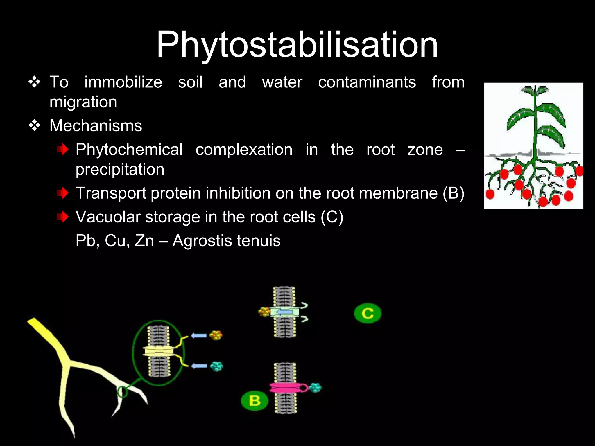 Phytostabilisation
 To immobilize soil and water contaminants from
  migration
 Mechanisms
     Phytochemical complexation in the root zone –
     precipitation
     Transport protein inhibition on the root membrane (B)
     Vacuolar storage in the root cells (C)
     Pb, Cu, Zn – Agrostis tenuis
 