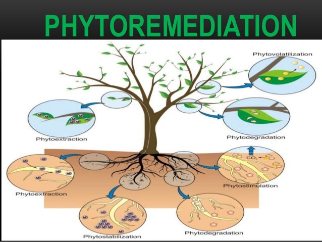 Phytoremediation diagram of sunflowers 