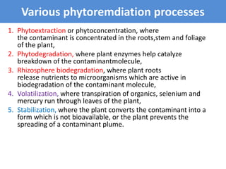 Various phytoremdiation processes
1. Phytoextraction or phytoconcentration, where
the contaminant is concentrated in the r...