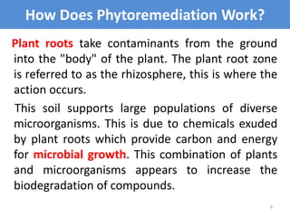 How Does Phytoremediation Work?
Plant roots take contaminants from the ground
into the "body" of the plant. The plant root...