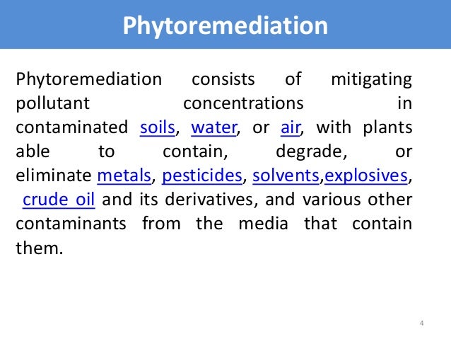 phytoremediation