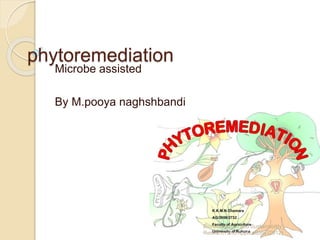 phytoremediation
Microbe assisted
By M.pooya naghshbandi
Bioremediation and Sustainability_
Research and Applications (2012)
 